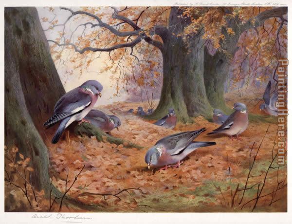 Archibald Thorburn Wood Pigeon on Beech Mast
